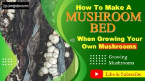 How To Grow Mushrooms On Logs In A Mushroom Bed