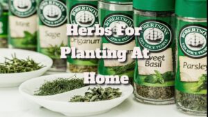 Herbs That Are Good for You to Plant at Home