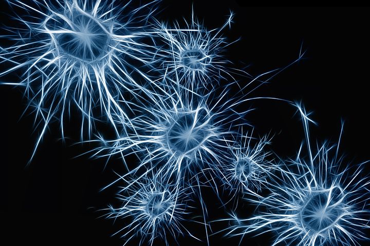 neurons