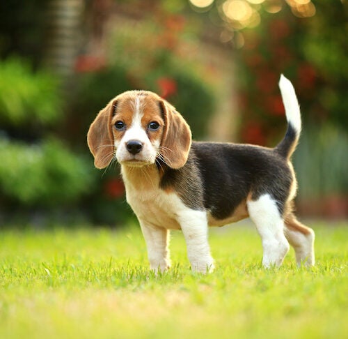 Beagle Puppy Training Timeline: How To Train & Raise A ... In Tampa - Florida