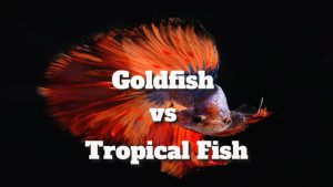 Goldfish vs Tropical Fish: Essential Differences Uncovered