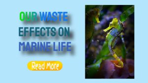 Marine Life and Ecosystems Affected by Waste