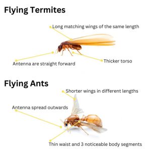 Summer Pest Control Tips for Your Hills District Home