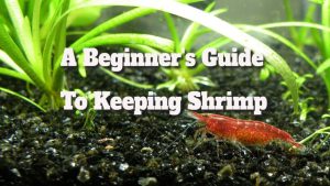 Shrimp Care Essentials for Beginners: Your Complete Guide