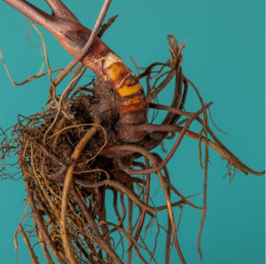 Black cohosh root