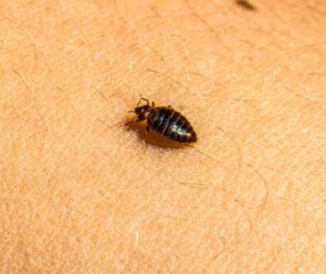 Identify, Treat, and Prevent Bed Bug Infestations Easily