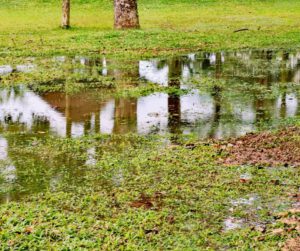 Stormwater Drain Solutions: Key Causes in Wollongong Explained